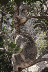 BABY KOALA