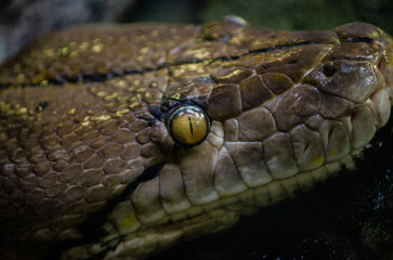 Python Snake