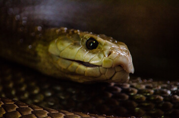 Obraz premium Venomous Snake