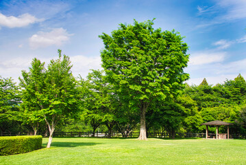清々しい空気と青空と緑の大地
