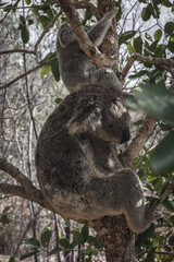 BABY KOALA