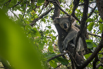 BABY KOALA