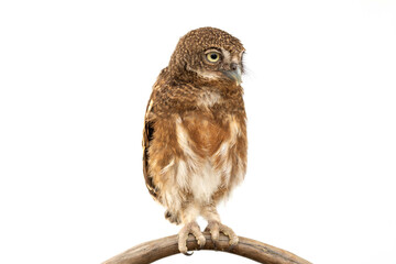 Little owl caught on a branch on isolated white background. The lucky owl for the new year. Burrowing owl. The large yellow owl eyes. Animal, Wildlife, Birds, Poultry.