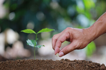 Grow coffee beans Plant coffee tree Hand care and watering the trees Evening light in nature