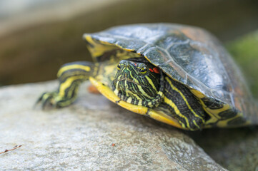 ミシシッピアカミミガメ