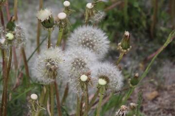 dandelion on a meadow