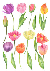 Set of colored tulips