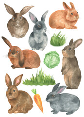 Set of rabbits