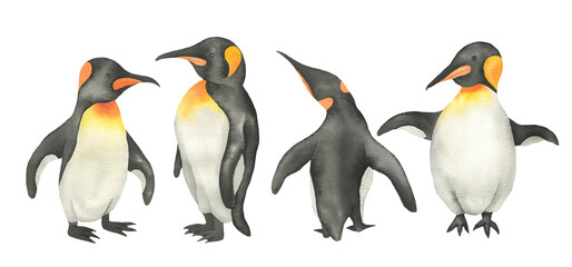 Fototapeta premium Set penguins
