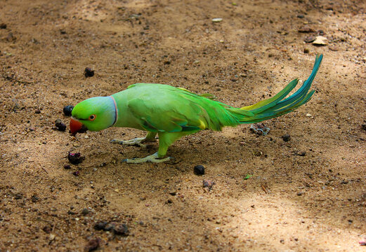 Green Indian Ringneck Parakeet, Colorful Parrot eating corn slice, Phuket Bird Park,
