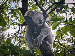 Koala Bear 