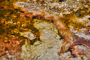 Obraz na płótnie Canvas Macro of Yellowstone spring with colorful alkaline waters
