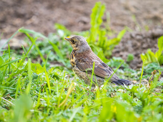 Fototapeta premium Wood bird Fieldfare, Turdus pilaris, on a sprng lawn.