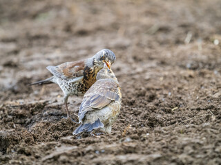 Thrush fieldfare, Turdus pylaris, feeds the chick with earthworms on the ground. An adult chick left the nest but his parents continue to take care of him.