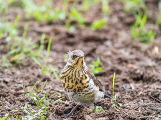 A fieldfare chick, Turdus pilaris, has left the nest and sitting on the spring lawn. A fieldfare chick sits on the ground and waits for food from its parents.