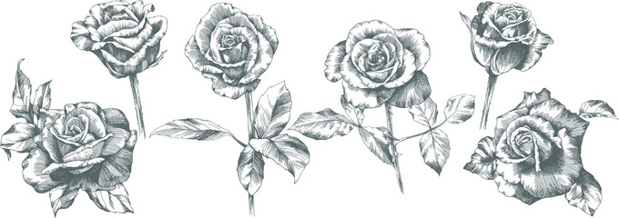 Rose flower outline vector. Hand drawn. - obrazy, fototapety, plakaty