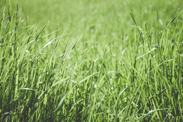 Green grass background