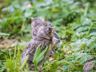 A fieldfare chick, Turdus pilaris, has left the nest and sitting on the spring lawn. A fieldfare...