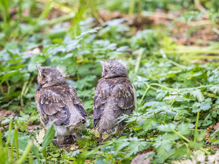 Two fieldfare chicks, Turdus pilaris, have left the nest and are sitting on the spring lawn....