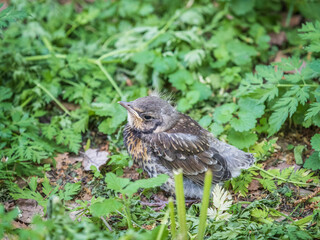 A fieldfare chick, Turdus pilaris, has left the nest and sitting on the spring lawn. A fieldfare chick sits on the ground and waits for food from its parents.