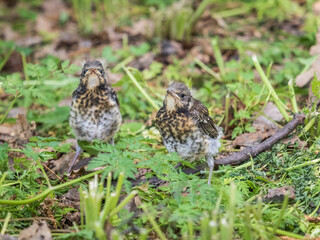Two fieldfare chicks, Turdus pilaris, have left the nest and are sitting on the spring lawn. Fieldfare chicks sit on the ground and wait for food from its parents.