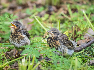 Two fieldfare chicks, Turdus pilaris, have left the nest and are sitting on the spring lawn. Fieldfare chicks sit on the ground and wait for food from its parents.