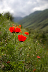 Close up shot of poppy flower blossom at mountain