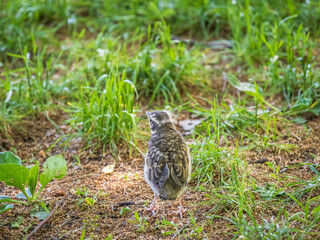 A Redwing chick, Turdus iliacus,, has left the nest and sitting on the spring lawn. A Redwing chick, a bird in the thrush family, sits on the ground and waits for food from its parents.