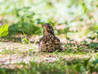 A fieldfare chick, Turdus pilaris, has left the nest and sitting on the spring lawn. A fieldfare chick sits on the ground and waits for food from its parents.