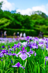 iris flowers in the field