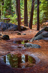 Puddles along hiking path filled with pine needles and lined by rocks