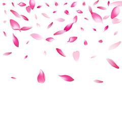 Color Cherry Petal Vector White Background. Pink