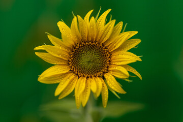 Sunflower in spring, close-up of this beautiful flower
