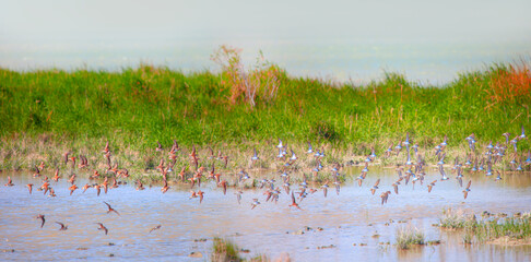 Group of Eurasian Curlew (Numenius arquata) flying - Goksu river, Mersin
