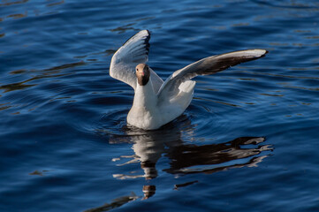 A seagull with a red beak and a black head swims in the city pond, spreading its wings