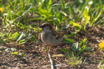 A young sparrow is looking for food among the grass on the lawn
