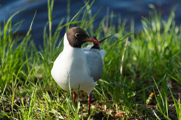 A seagull with a red beak, black head and gray wings gathers food