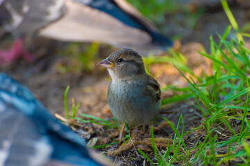 A young sparrow is looking for food among the grass on the lawn