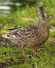 A brown duck gathers food in the grass near a pond and looks warily into the camera