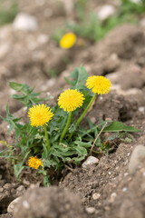 Dandelion flower (Genus Taraxacum) grows on a plowed field.