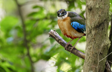 The blue-winged pitta perching on tree branch in the forest , Thailand