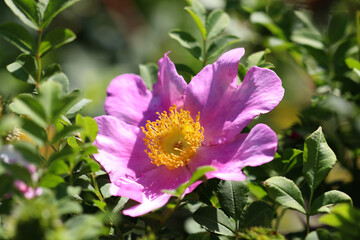 Fototapeta premium Lite purple rose flower head of 