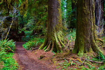 Fototapeta na wymiar Trail for hikers to explore stunning Redwood forest