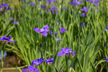 Flower garden with purple iris tectorum