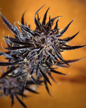 Fresh cannabis flowers and buds. Marijuana plants with buds.