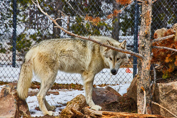 Lone grey wolf in caged area in winter