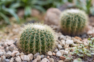 Cactus tree in green house