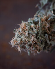 Cannabis buds dried and trimmed in natural light