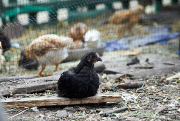 Black chick sitting on a wooden plank
