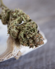 Cannabis buds dried and trimmed in natural light